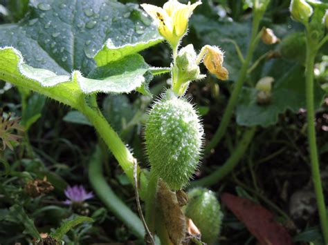 葫瓜屬性|葫蘆科 Cucurbitaceae 